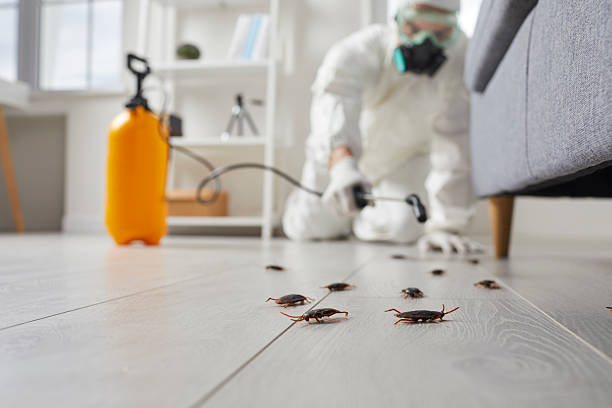 Commercial Rodent Management in Odessa